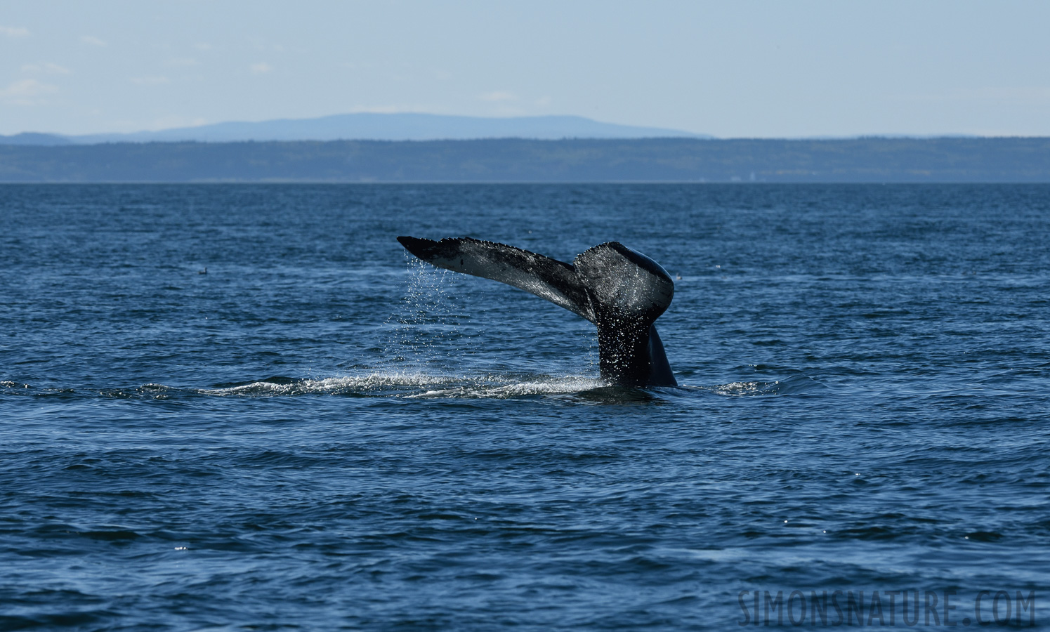 Megaptera novaeangliae [270 mm, 1/2000 sec at f / 9.0, ISO 400]